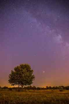 晚上星星景观清晰的乳白色的晚上孤独的场树