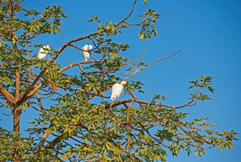 伟大的白鹭栖息树梳理羽毛