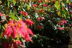 红色的一品红圣诞节花植物树日益增长的公园