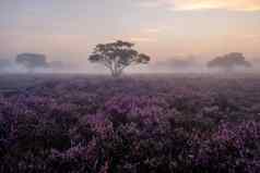 盛开的希瑟字段紫色的粉红色的希瑟布鲁姆盛开的加热器Veluwe须德莱特公园荷兰