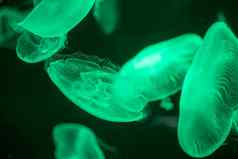 模糊的色彩斑斓的水母浮动水域绿色月亮水母奥雷利亚奥里塔