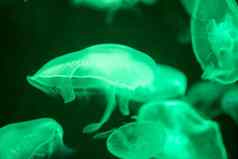 模糊的色彩斑斓的水母浮动水域绿色月亮水母奥雷利亚奥里塔
