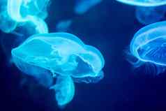 模糊的色彩斑斓的水母浮动水域蓝色的月亮水母奥雷利亚奥里塔