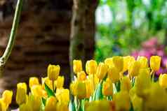床上黄色的郁金香花花园