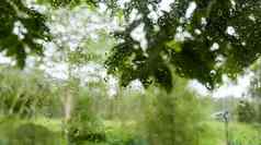 水滴tranparent窗口下雨绿色自然背景