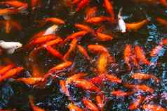 群日本红色的鲤鱼池塘鱼室内装饰