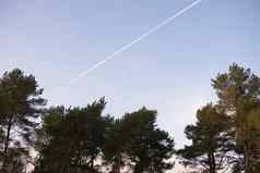 飞机航迹云的头方向针叶树树顶