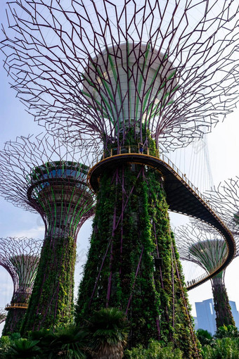 supertree花园湾新加坡新加坡10月