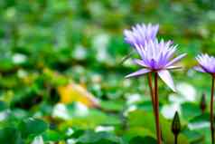 宏特写镜头拍摄紫色的莉莉花池塘美丽的紫色的睡莲花