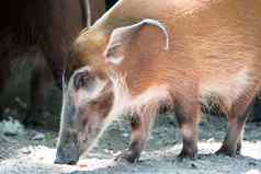 非洲金野猪猪食物土壤