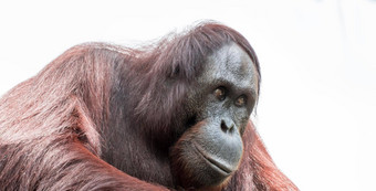婆罗洲的猩猩特写镜头拍摄脸大眼睛