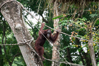 婆罗洲的猩猩摆动葡萄树动物园