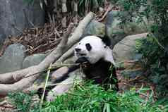 熊猫熊关闭拍摄吃竹子