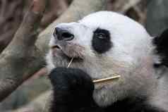 熊猫熊关闭拍摄吃竹子