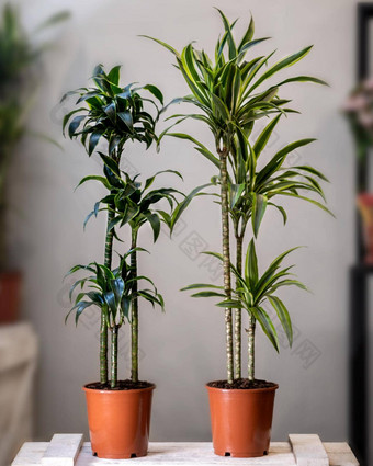 龙血树属<strong>植物桂花植物</strong>龙血树属<strong>植物桂花</strong>珍妮特克雷格能