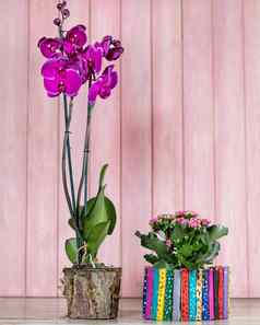美丽的色彩斑斓的兰花秋海棠属植物栀子花粉红色的背景