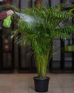 槟榔棕榈室内植物浇水