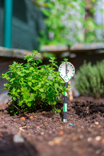 城市园艺培养美味的草本植物<strong>富有</strong>成果的土壤花园提高了床上胸腺嘧啶