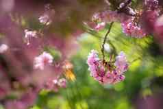 春天盛开的树粉红色的花朵美文本空间