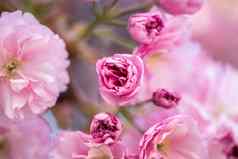 春天盛开的树粉红色的花朵美