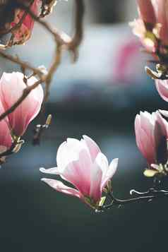 春天盛开的树粉红色的木兰花朵美