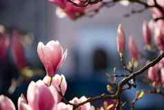 春天盛开的树粉红色的木兰花朵美