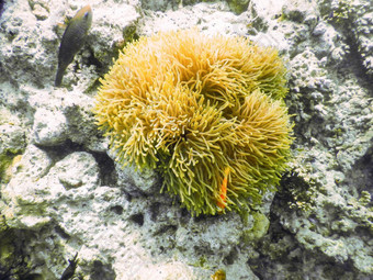 海海葵图片