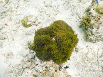 海海葵