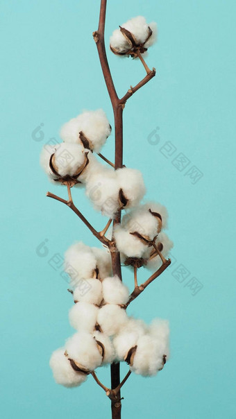 棉花分支真正的精致的软温柔的自然白色棉花球花分支机构