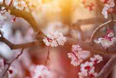 春天边境背景艺术粉红色的花朵自然场景盛开的杏树