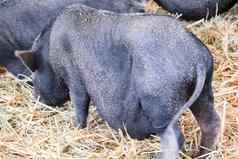 脂肪黑色的猪怀孕了吃