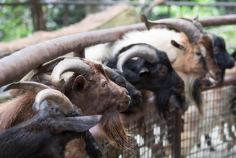 山羊头年轻的山羊吃蔬菜山羊小露天木稳定的花园山羊农场旅行旅游