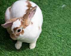兔子绿色草夏天一天可爱的白色兔子棕色（的）点