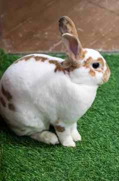 兔子绿色草夏天一天可爱的白色兔子棕色（的）点