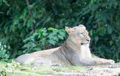 女非洲狮子母狮豹属利奥休息前草
