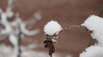 雪叶子植物降雪冬天季节