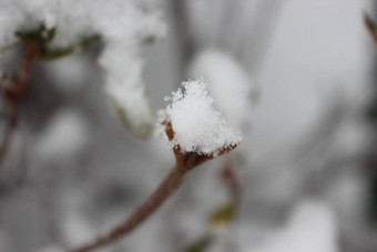 雪叶子植物降雪冬天季节