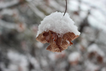 雪叶子植物降雪冬天季节