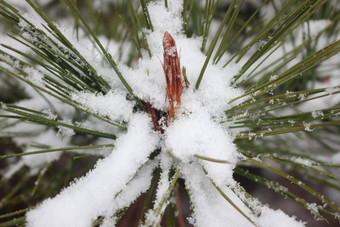 雪叶子植物降雪冬天季节