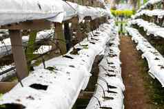 现代工业植物日益增长的农场温室自动灌溉准备种植