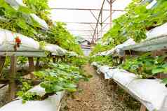 盆栽货架上灌溉系统草莓农场马来西亚