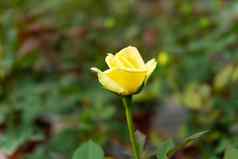 不寻常的孤独的黄色的玫瑰花花园