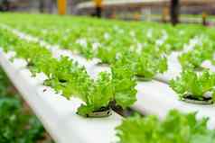 现代温室日益增长的沙拉灌溉系统工业规模日益增长的植物