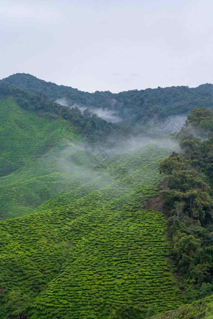 绿色茶种植园山高地茶生长潮湿的多雾的气候高山