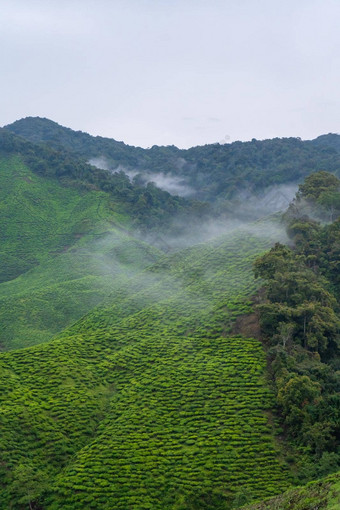 绿色茶种植园山高地茶生长潮湿的多雾的气候高山