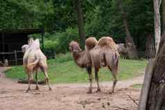 非洲骆驼吃草