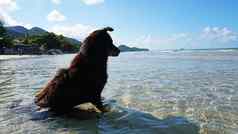 狗坐在海享受视图