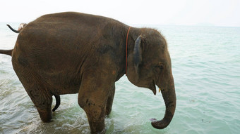 大象沐浴绿色水海