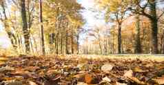 公园景观秋天色彩斑斓的叶子积极的大气