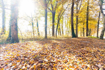 公园景观秋天色彩斑斓的叶子积极的<strong>大气</strong>